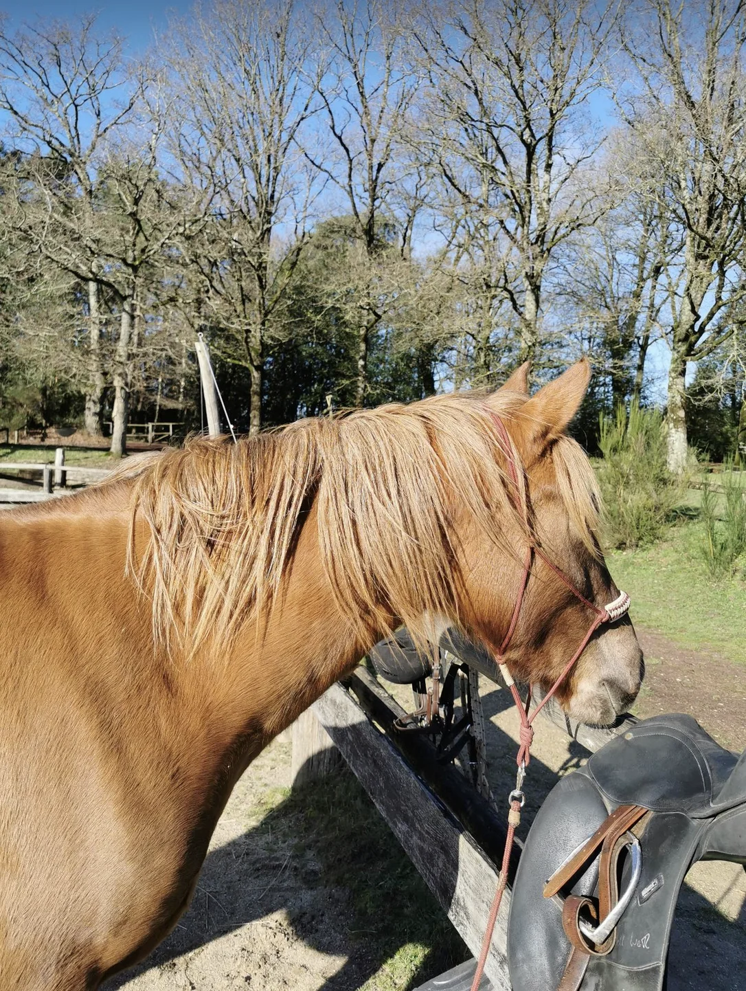 Spray Démêlant Chevaux - Hydratant, Nourrissant et Naturel - Janette – Image 4
