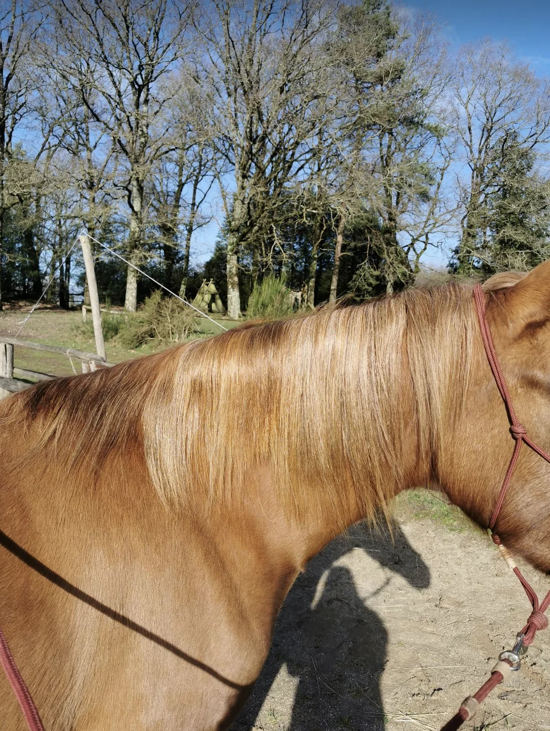 Spray Démêlant Chevaux - Hydratant, Nourrissant et Naturel - Janette – Image 5