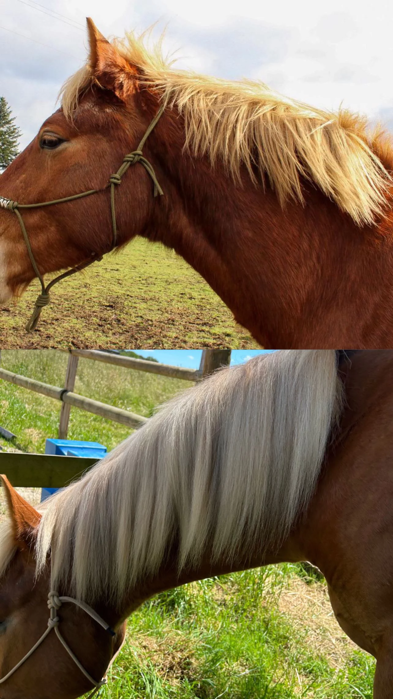 Spray Démêlant Chevaux - Hydratant, Nourrissant et Naturel - Janette – Image 6
