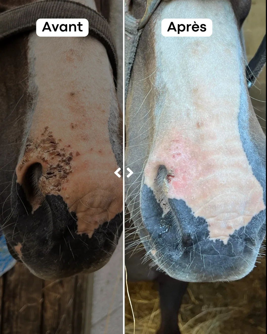 Application et résultat du baume cicatrisant naturel pour cheval atteint de photosensibilisation et coup de soleil