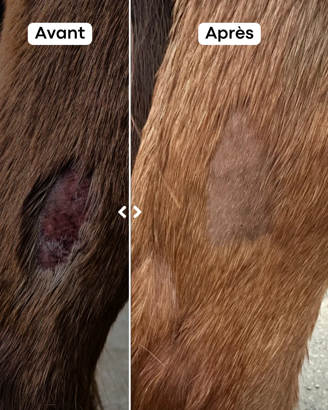 Application et résultat du baume cicatrisant naturel pour cheval atteint d'une plaie superficielle, blessure de pré, repousse poil