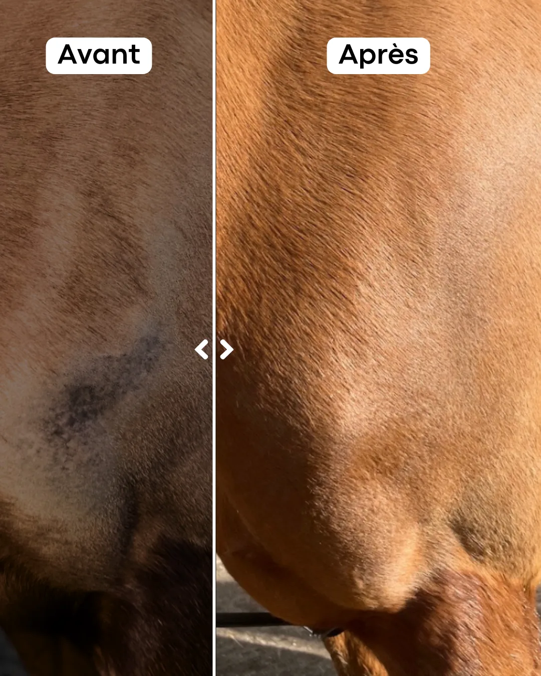 Application et résultat du baume cicatrisant naturel pour cheval atteint de frottement aux épaules, repousse du poil