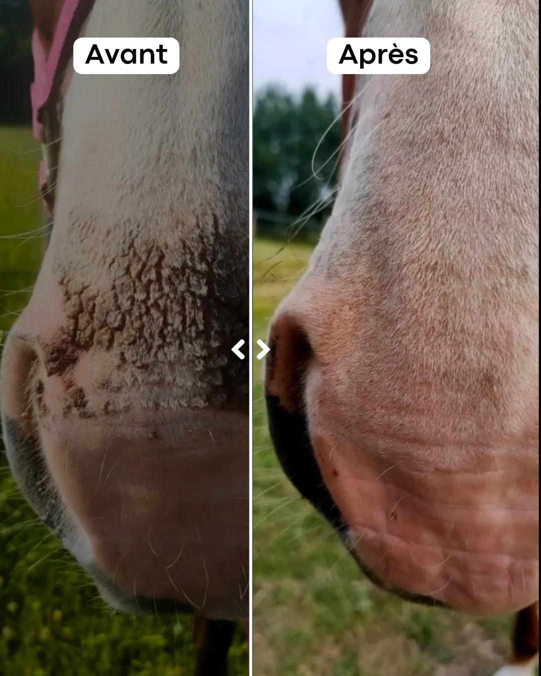 Application et résultat du baume cicatrisant naturel pour cheval atteint de photosensibilisation et coup de soleil