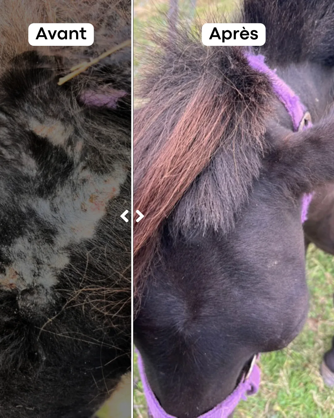 Application et résultat du baume cicatrisant naturel pour cheval atteint de dermite