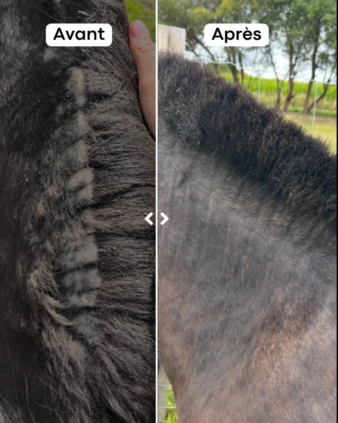 Baume cicatrisant naturel pour bobos du cheval